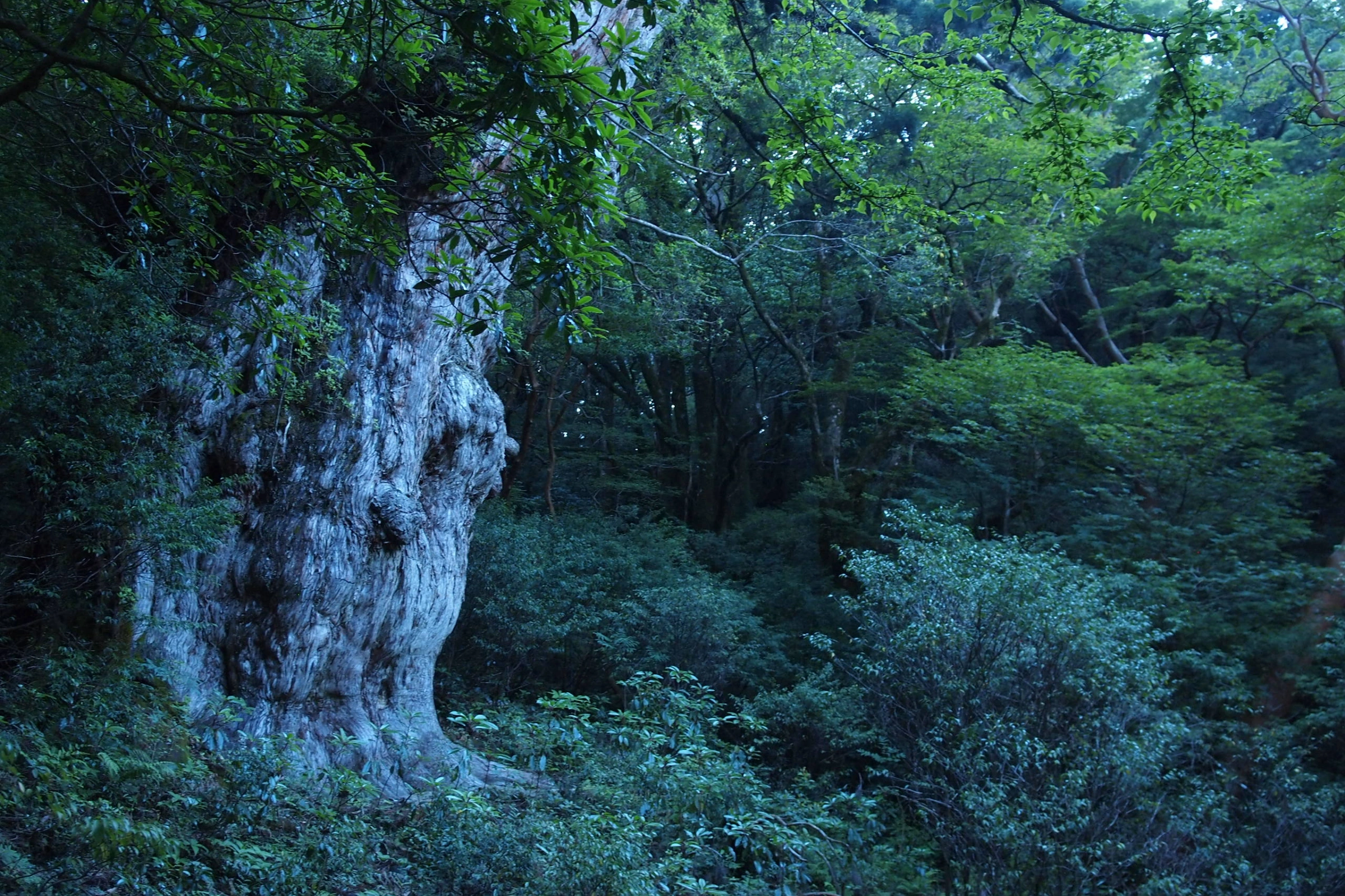 Yakushima[1].webp